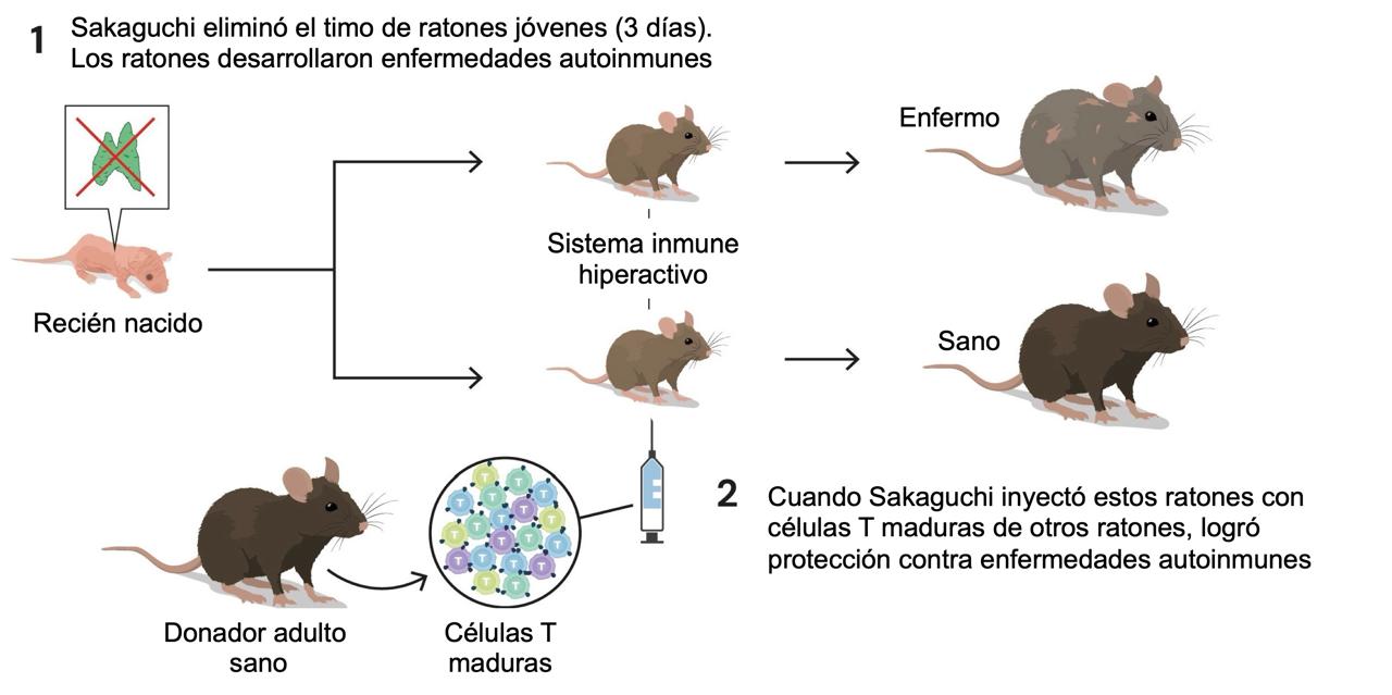 Figura 2. Demostración de la tolerancia inmunológica periférica. Fuente: traducción al español de una figura original de la Fundación Nobel (© The Nobel Committee for Physiology or Medicine. Ill. Mattias Karlén, https://www.nobelprize.org/prizes/medicine/2025/press-release/)